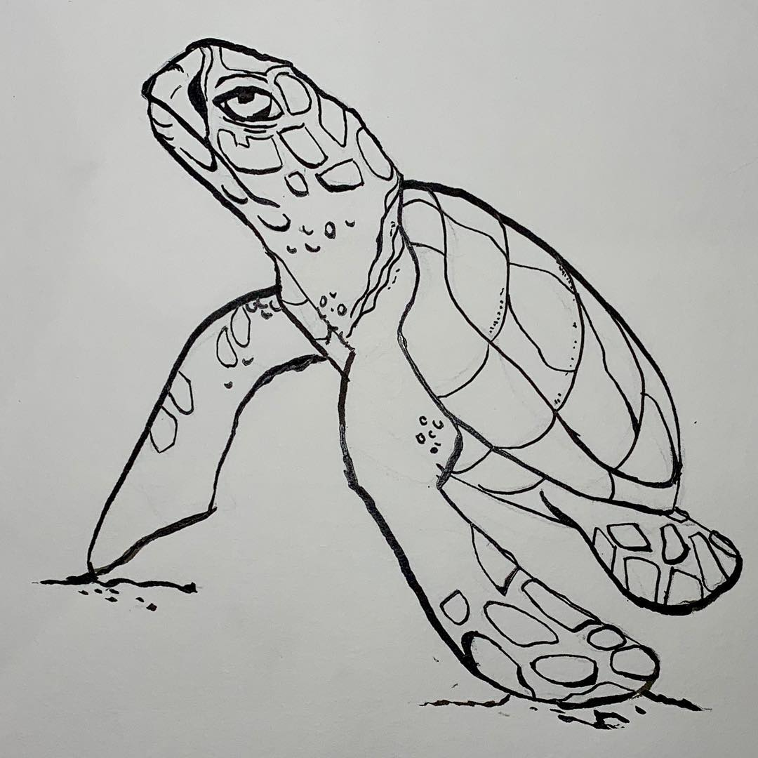 2018 - Turtle